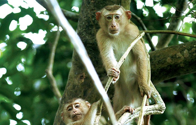 Mỗi cánh rừng rộng lớn thường có một bầy khỉ sinh sống. Xem thêm các bức ảnh giết hại khỉ dã man
